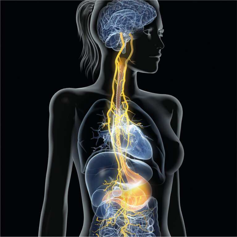 130_Das vegetative Nervensystem